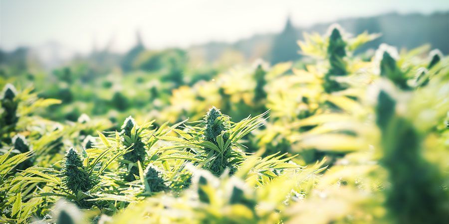 Coltivare Cannabis Outdoor per Risparmiare Denaro