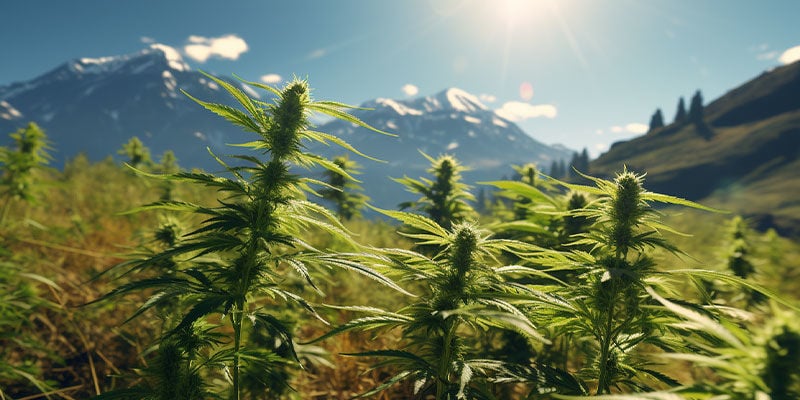Le origini della Cannabis indica