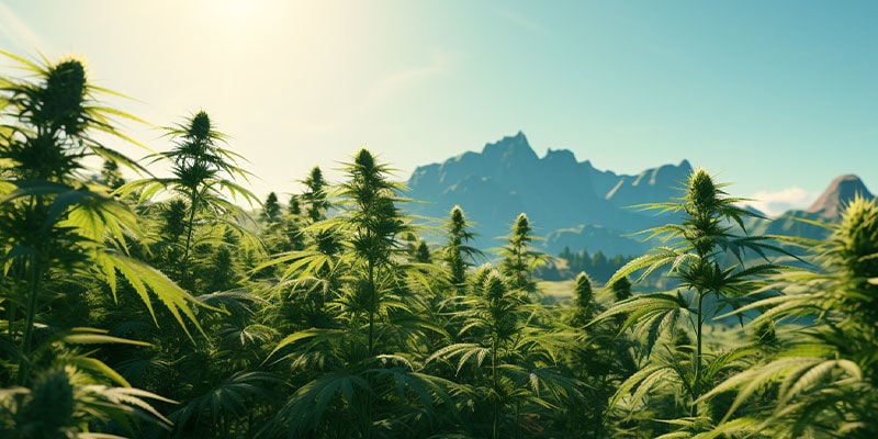 Le origini della Cannabis sativa
