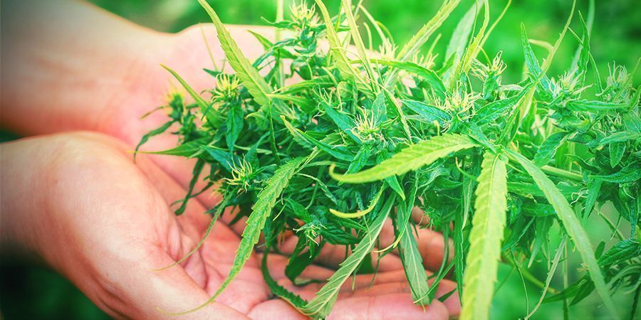 Perché La Raccolta È Una Fase Cruciale Nella Coltivazione Della Cannabis?
