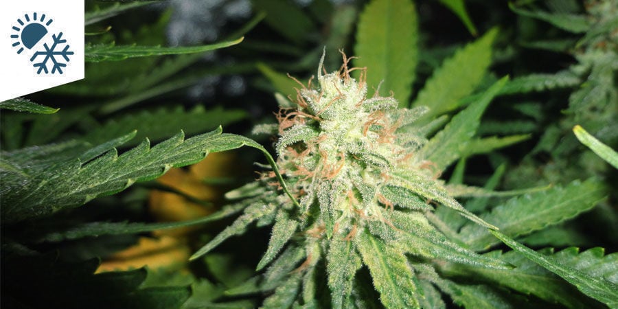 Best Cannabis Strains To Grow In A Continental Climate