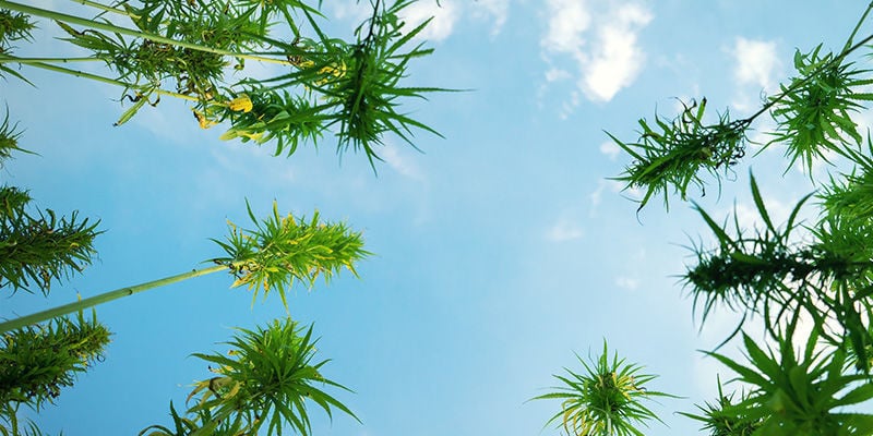 Come Coltivare Piante Alte di Cannabis