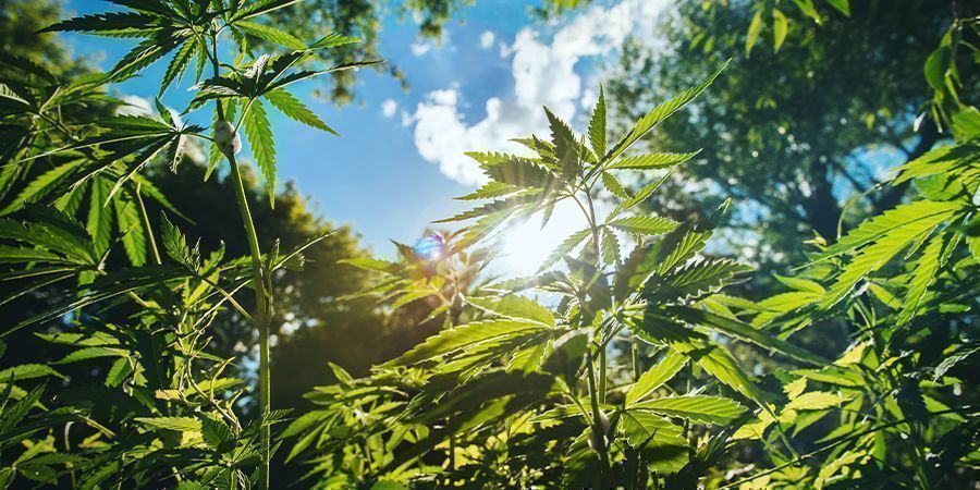 Altri Consigli per le Piante di Cannabis Alte