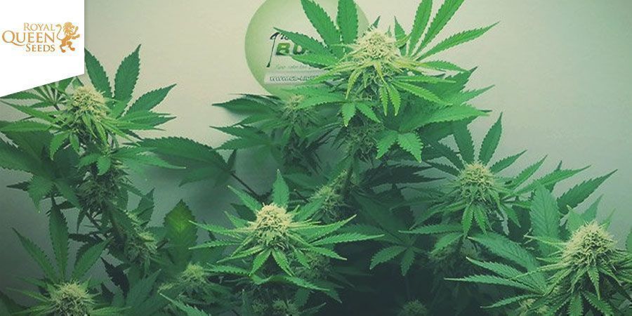 ROYAL CHEESE AUTOMATIC (ROYAL QUEEN SEEDS)