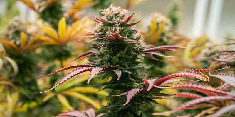 Le Tecniche Per Aumentare Cannabis Le Rese Non Sono Praticabili