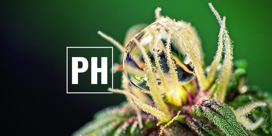 Ottimizzare I Livelli Di pH di Cannabis