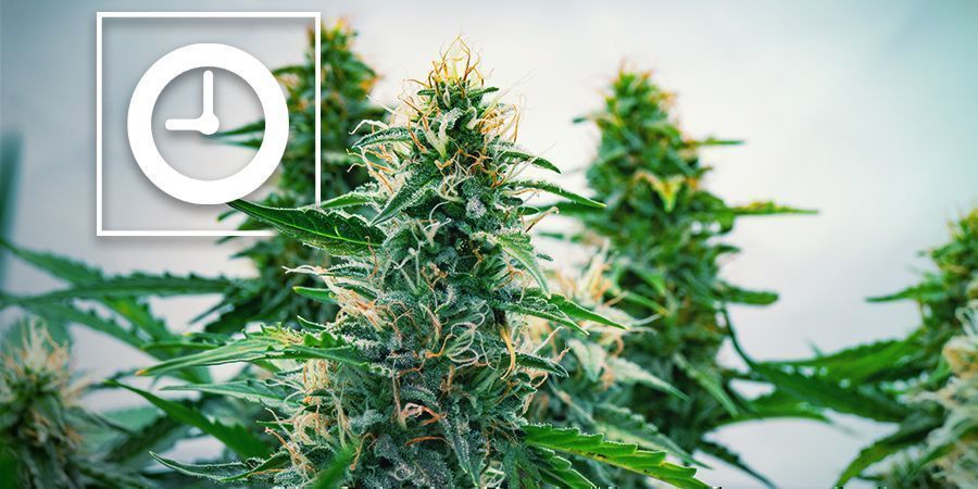Come Funzionano Le Piante Di Cannabis Autofiorente?