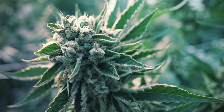 Che Cos'è La Cannabis Autofiorente?