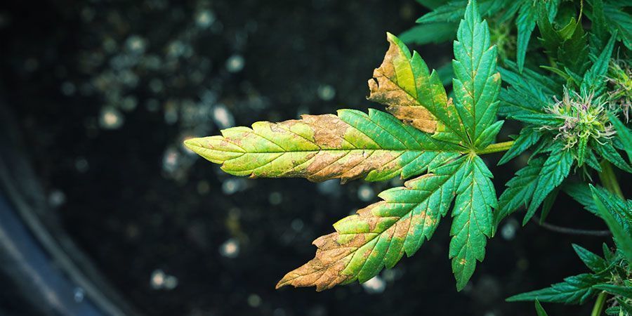 nfestazione Di Afidi Delle Radici Sulle Piante Di Cannabis: I Sintomi