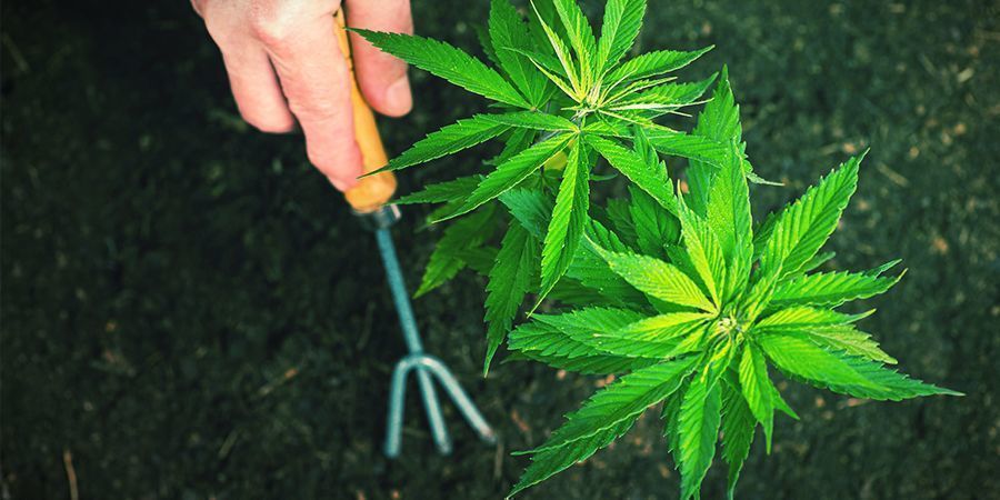 Come Trapiantare Le Piante Di Cannabis Autofiorenti