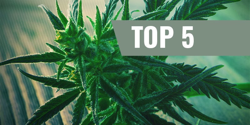 Le Migliori 5 Varietà Di Cannabis A Fioritura Rapida