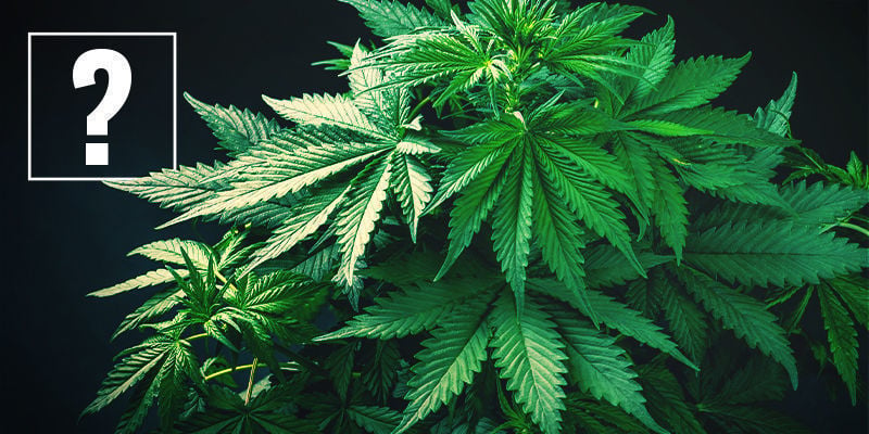 Che Cosa Sono Le Varietà Di Cannabis A Fioritura Rapida?