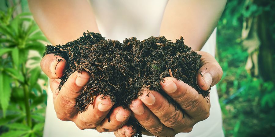 Come Creare Il Tuo Compost Per Coltivare La Cannabis