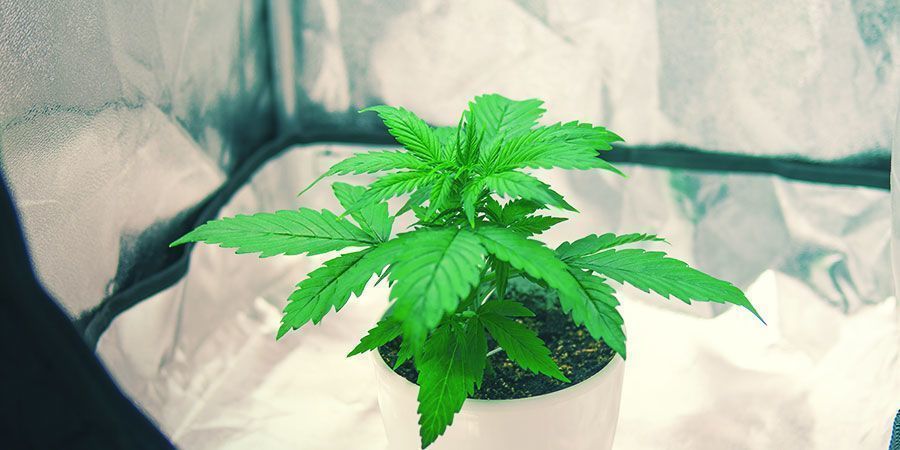 Coltivare Marijuana In Una Piccola Tenda Da Coltivazione