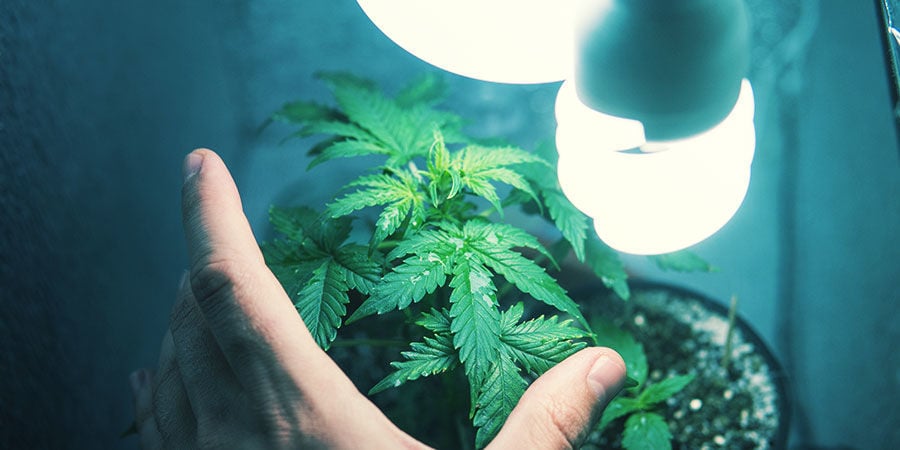 Coltivare Marijuana In Un Piccolo Grow Box Attrezzato Per Passare Inosservato