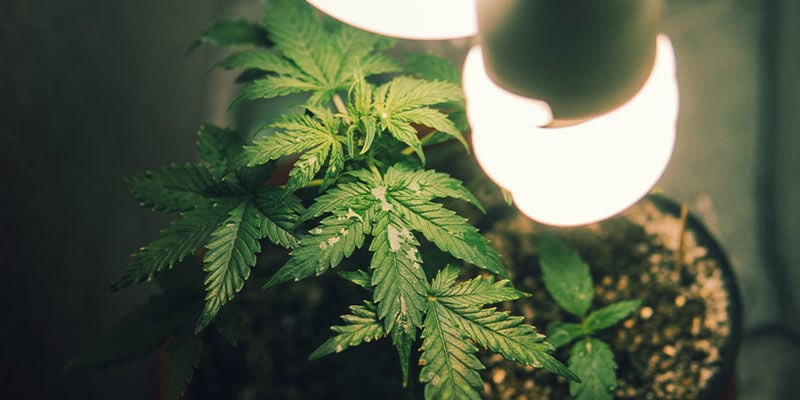 Coltivare Marijuana In Un Armadietto