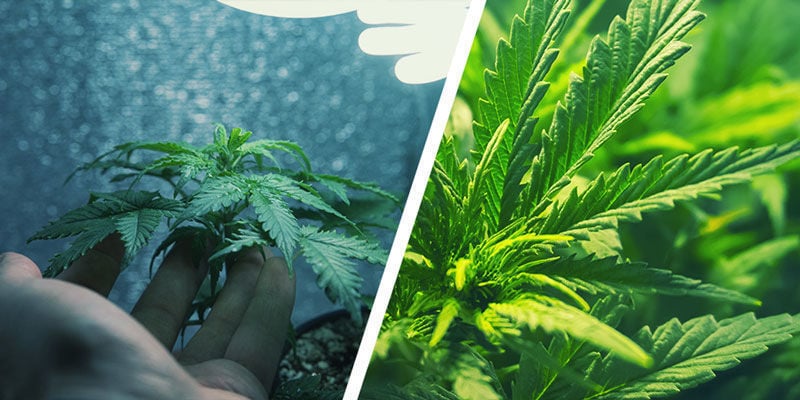 Cos'È La Micro-Coltivazione E In Cosa Differisce Da Una Normale Coltivazione Di Cannabis?