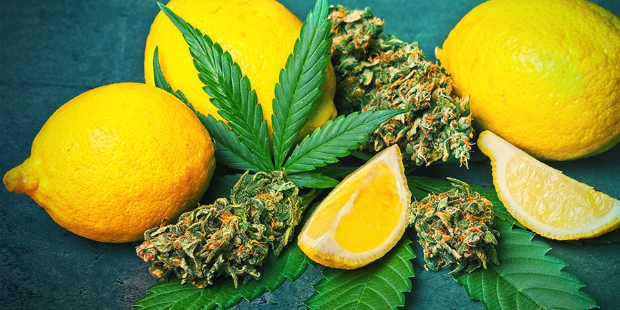 Limonene nella cannabis