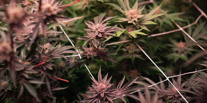Come Realizzare un Sistema di Coltivazione Verticale per la Cannabis