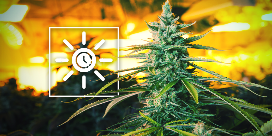 Programma il Ciclo di Luce in Anticipo - Coltivazione Verticale Della Cannabis