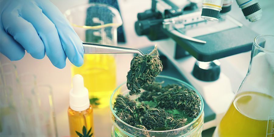 In Che Modo La Cannabis Influisce Sull’anandamide?