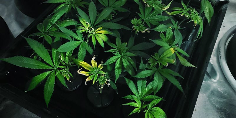 Come Innaffiare Le Piante Di Cannabis: Piattino di Drenaggio