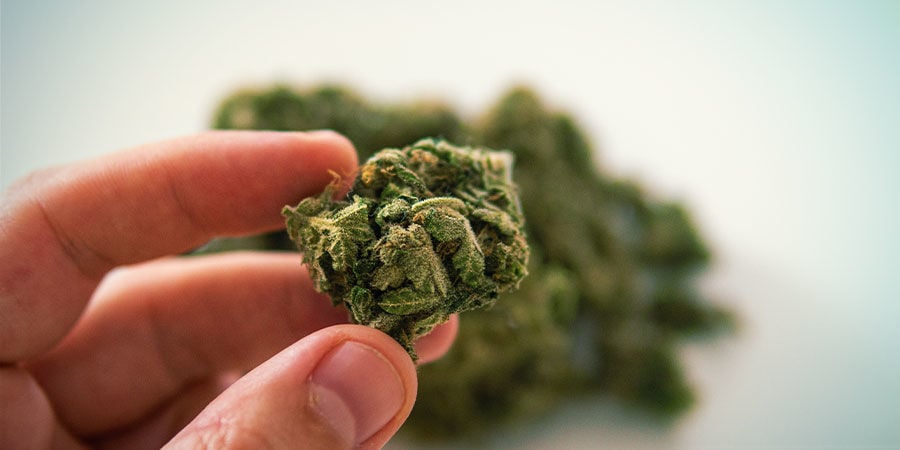 Individuare le Sostanze Contaminanti sulla Cannabis: Toccate le Cime di Cannabis