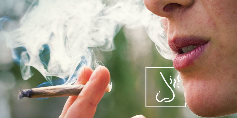 Individuare le Sostanze Contaminanti sulla Cannabis: Fate Attenzione al Sapore e all'Odore del Fumo o del Vapore