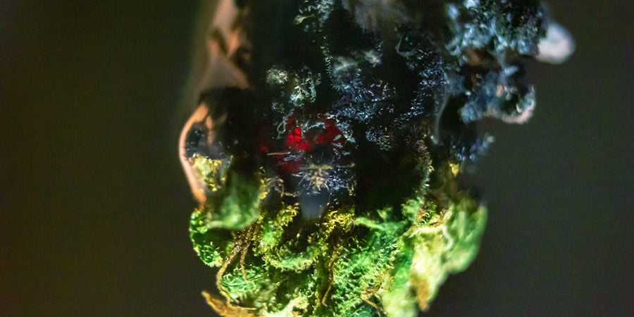 Tipi di Agenti Contaminanti Presenti nella Cannabis: Fertilizzanti per Aumentare i Gradi Brix