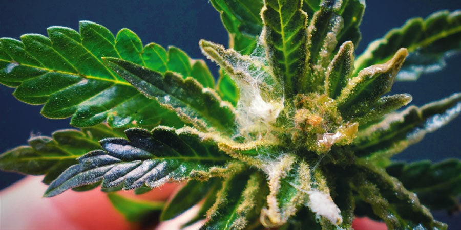 Tipi di Agenti Contaminanti Presenti nella Cannabis: Funghi o Muffa
