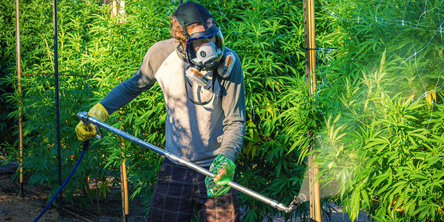 Tipi di Agenti Contaminanti Presenti nella Cannabis: Fertilizzanti o Pesticidi Industriali