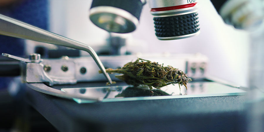 Tipi di Agenti Contaminanti Presenti nella Cannabis: Piombo