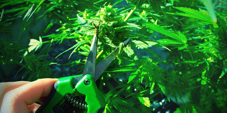 Forbici o Cesoie - Coltivare Cannabis