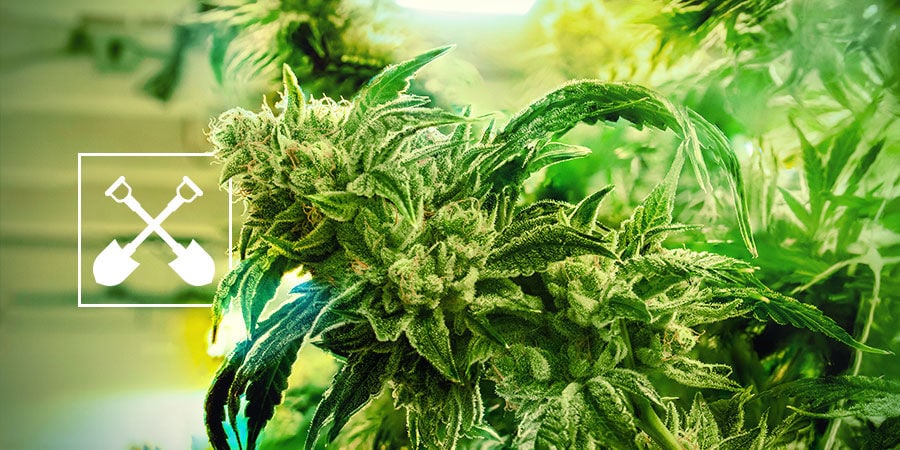 Cosa Occorre per Raccogliere le Piante di Cannabis?