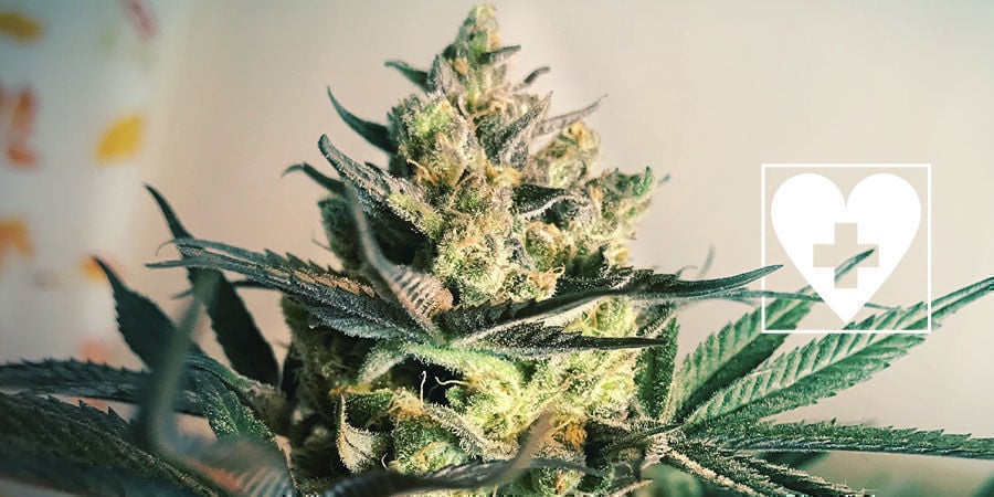Nuove Varietà Di Cannabis CBD - Royal Queen Seeds