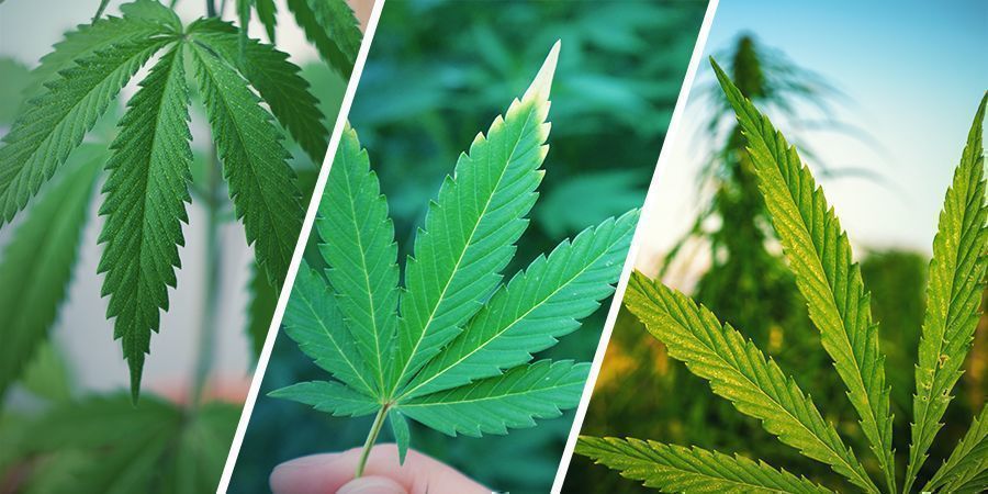 Qual È la Differenza tra Canapa, Cannabis e Marijuana?