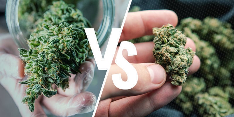 Cannabis Cruda O Decarbossilata: Qual È La Differenza?