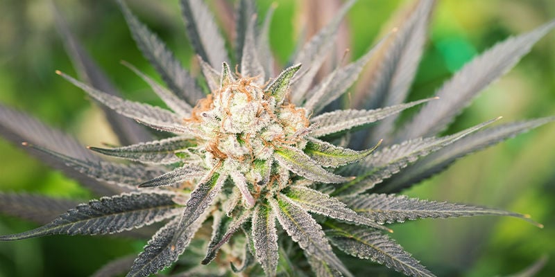 Quali vantaggi offrono i semi di cannabis femminizzati?