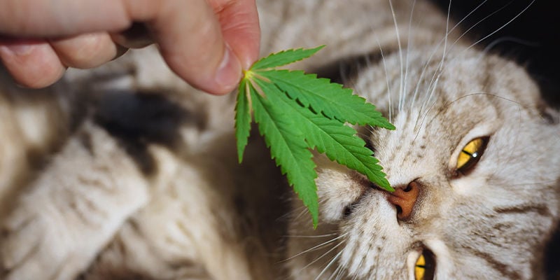In che modo la cannabis influisce sui gatti?