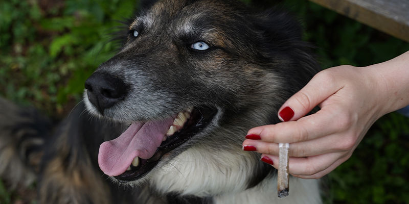 In che modo la cannabis influisce sui cani?