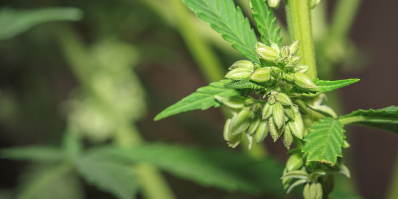 Come vengono create le varietà di cannabis?