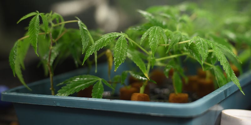 Cosa cercano i breeder quando creano le varietà di cannabis?