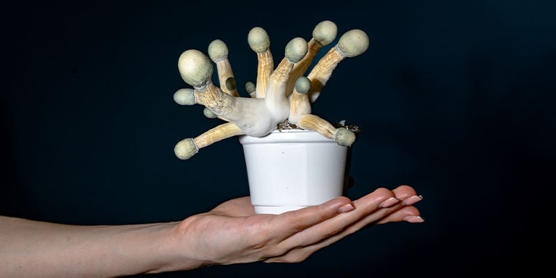 Uncle Ben’s tek: Il modo più semplice per coltivare funghi in casa