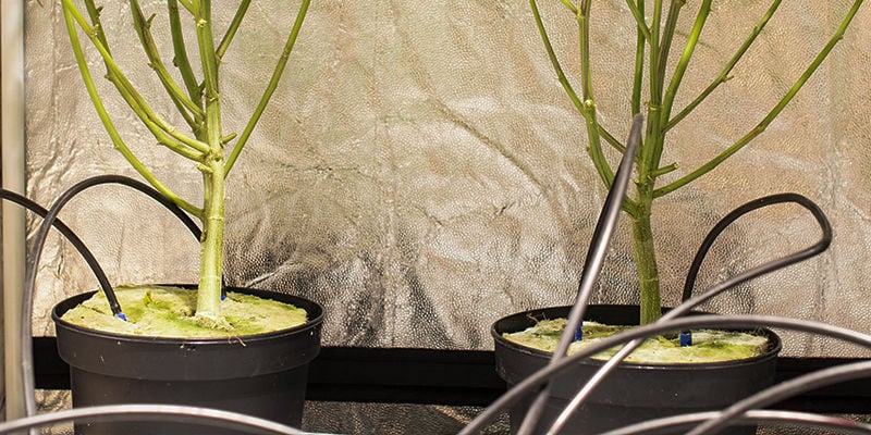 Come funziona il Crop Steering nelle coltivazioni di cannabis?