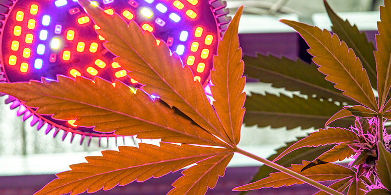 Come applicare il Crop Steering nelle coltivazioni di cannabis