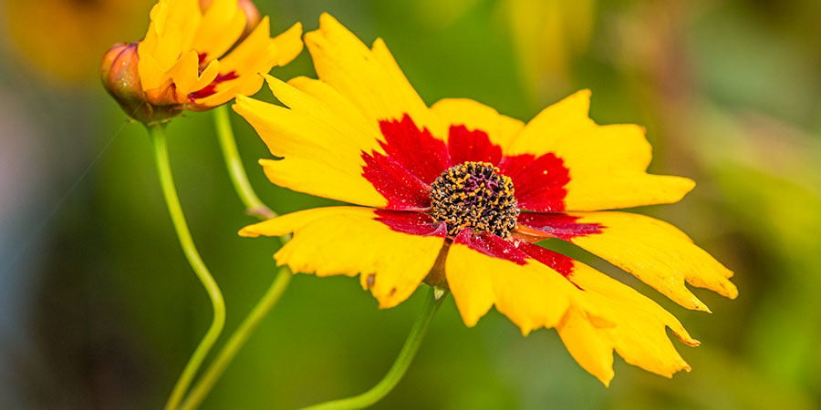 Coreopsis Rosso