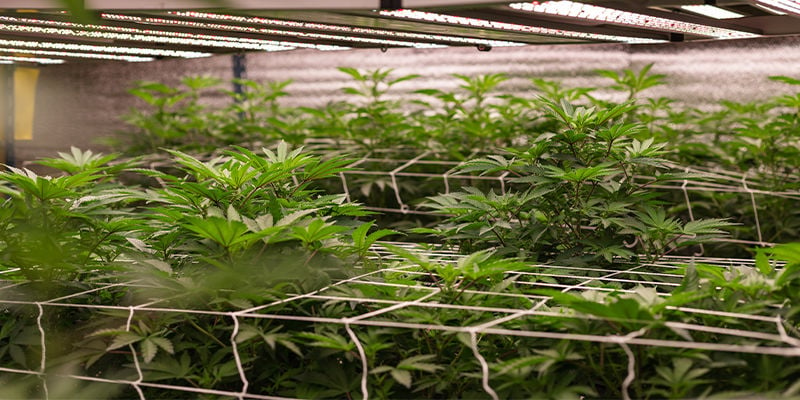 Vantaggi del coltivare cannabis con la tecnica NFT