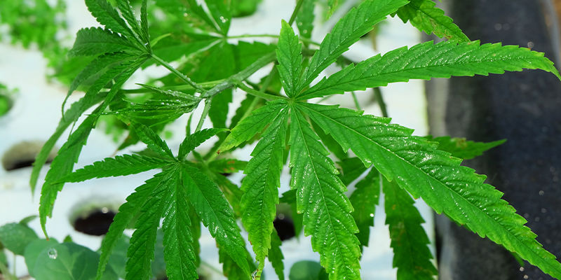 Qual è il sistema idroponico ideale per coltivare cannabis?