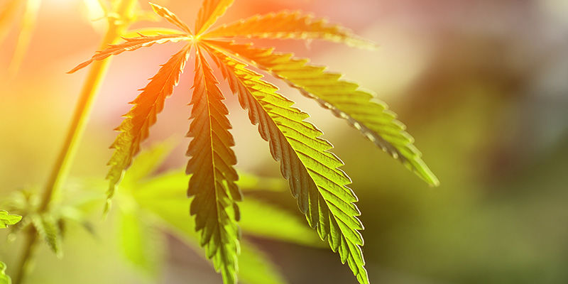La cannabis stabilisce record in tutto il mondo