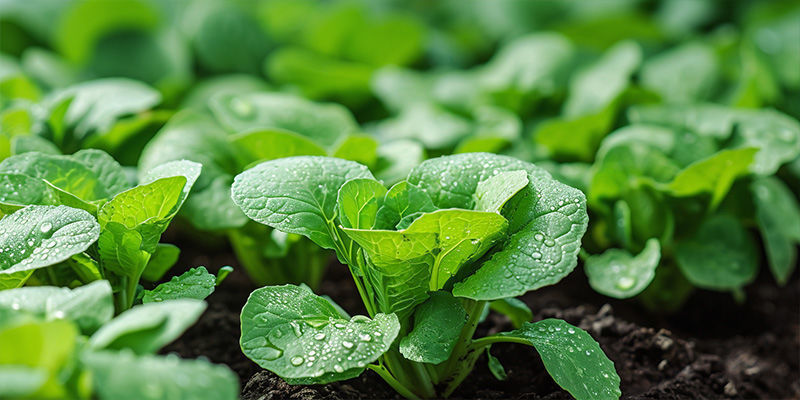 Gli ortaggi a foglia verde sono facili da coltivare?